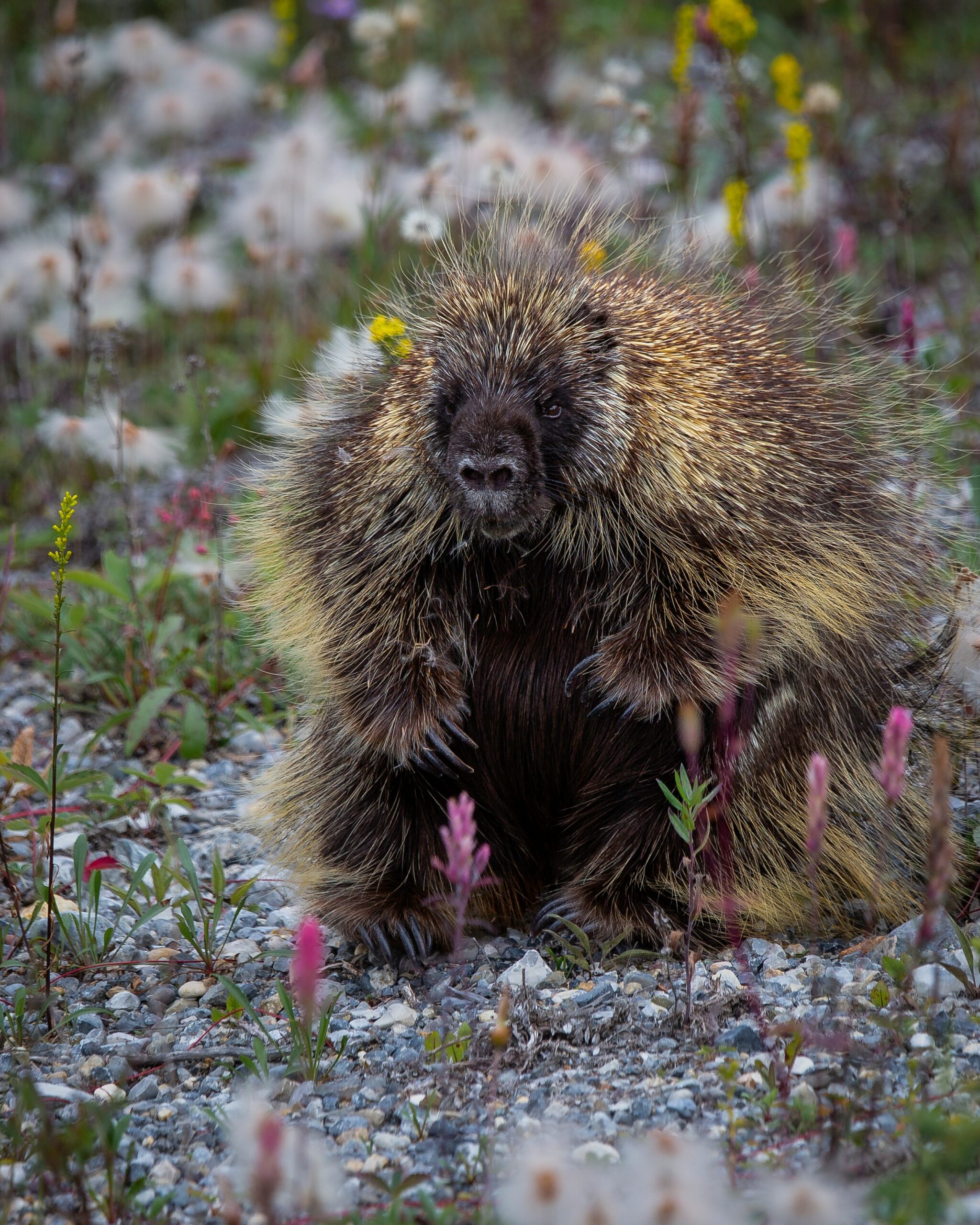 indigenous animals