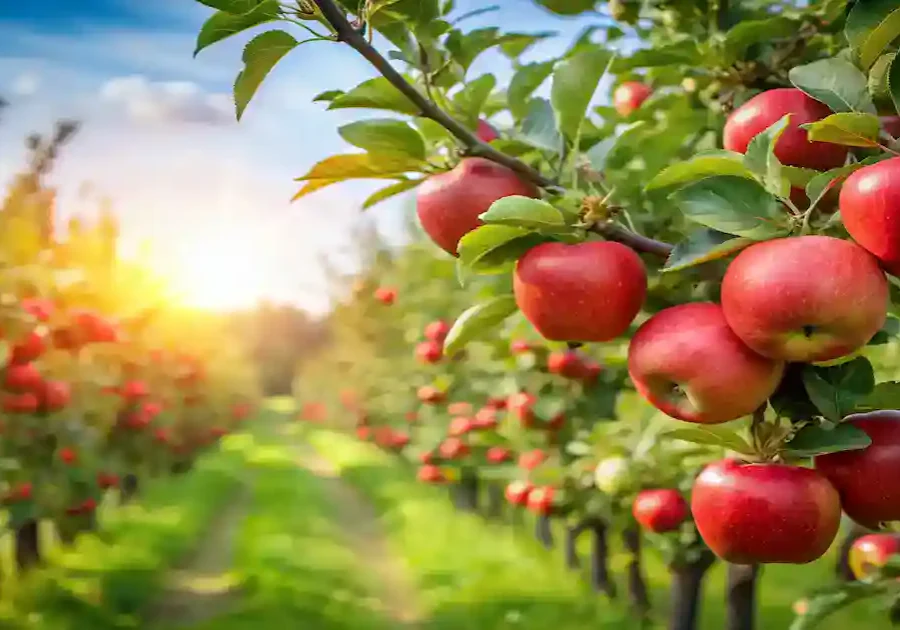 Rows of apple trees loaded with ripe red apples in an orchard, with sunlight shining through the branches and a grassy path running between the trees.
