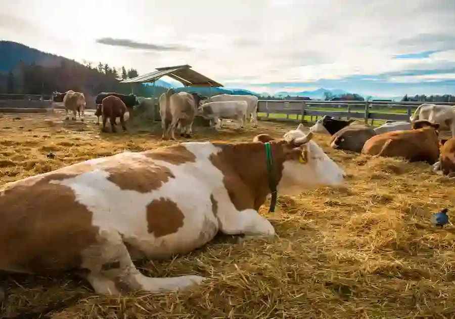 Several cows lie and stand on straw in a fenced outdoor area of a farm, with trees, mountains, and a cloudy sky in the background. A shed and green fields are visible behind the cows.