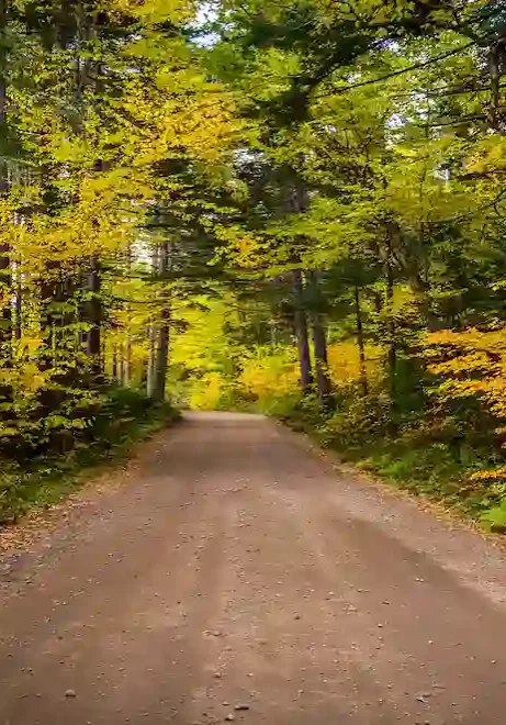 A dirt road passes through a forest with tall trees, their leaves turning yellow and green, indicating early autumn. The path is surrounded by lush foliage and leads into the distance under a canopy of branches.